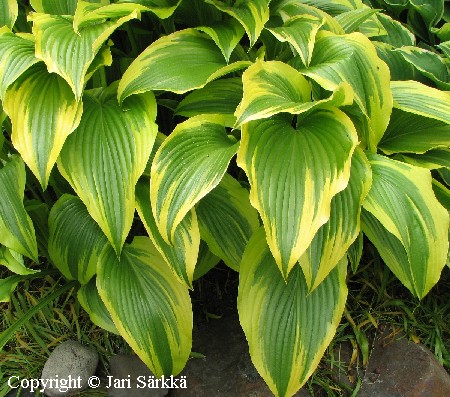 Hosta montana 'Aureomarginata'